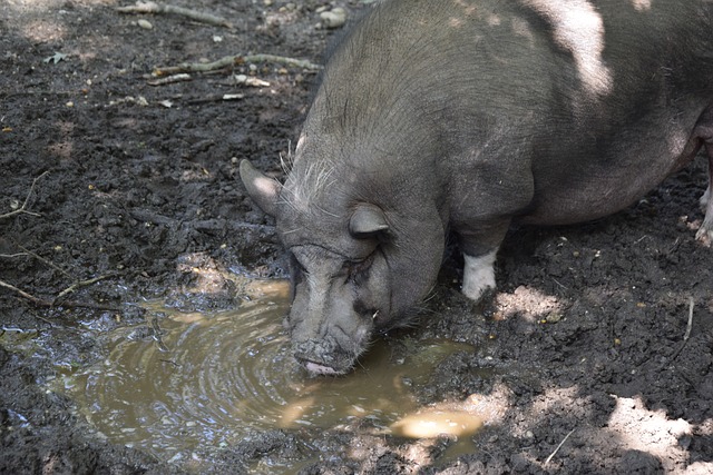 赛方式的技 赛方式的技