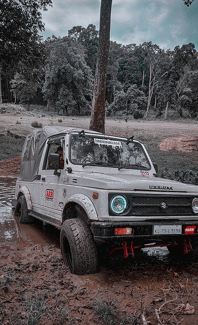 和森林狼队 和森林狼队